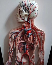 German anatomy model on relief board 80cm Oddities Medical Curiosities