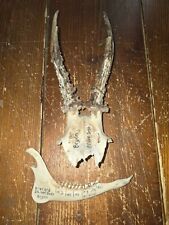 Massacre  trophée de chevreuil avec crâne + demi machoire