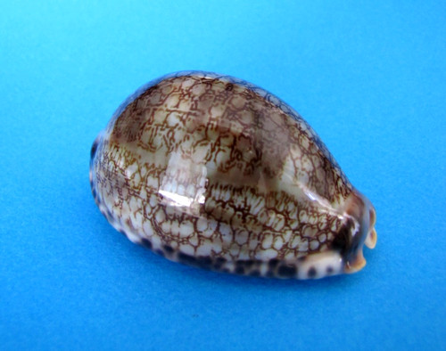 Cypraea grayana gem - grayana, 65
