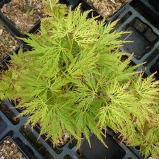 Acer palmatum dissectum 'Green