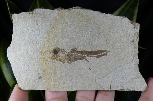 Smerdis dapali macrurus france - dapali,