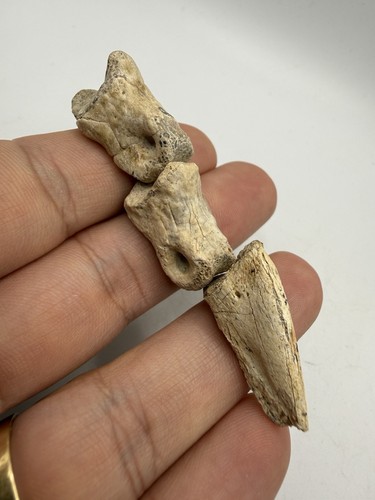 Rare doigt griffe de - et,
