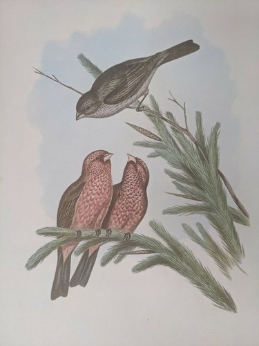 1969 oiseau imprimé - 1969, commune