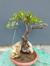Bonsaï ficus 35 x 20 cm en