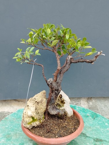 Bonsaï ficus cm en - x,