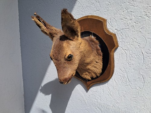 Taxidermie chevreuil - taxidermie,