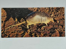 Nestlé MERVEILLES DU MONDE Carte N°20 "Le tatou"