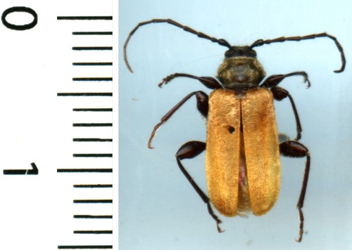 Cerambycidae pyrrhidium - –,