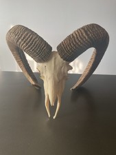 trophée de chasse cabinet de