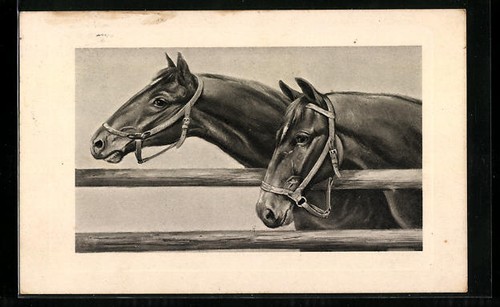 Deux chevaux équitation - deux, d'équitation