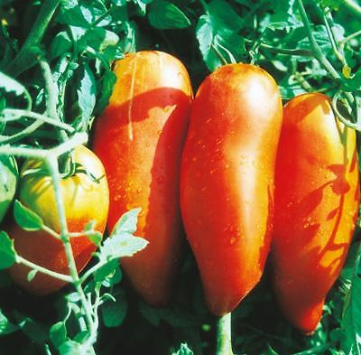 Tomate andine cornue g - tomate, 0.1