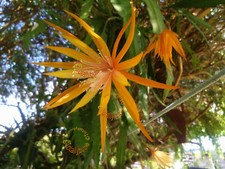 Bouture Cutting Epiphyllum