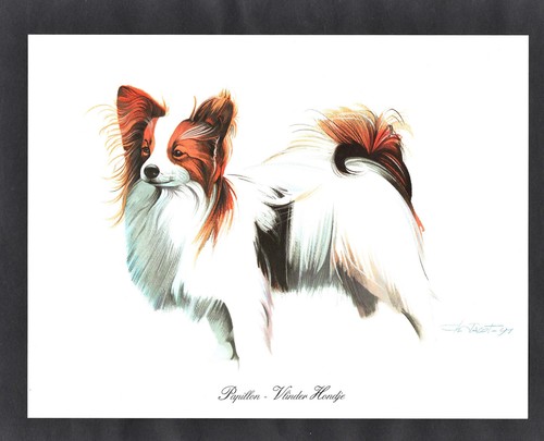 Papillon butterfly dog - butterfly,