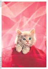 ASVP14-1064-CHAT - Angora turc