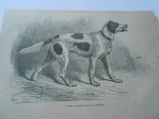 Gravure 1879 -  Chien de