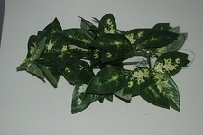 Terrarium Petit Borneo Soie