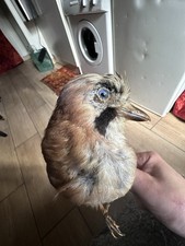 LOT De 2 TAXIDERMIE VINTAGE