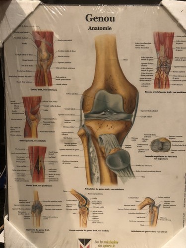 Planche anatomie genou - anatomie, /