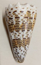 Conus (Stephanoconus)