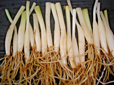 12 bulbes d'ail des ours sans