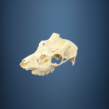 579KU Crane de cerf, bois de