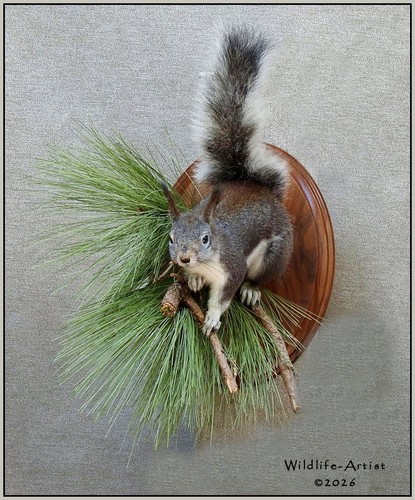 Aberts squirrel taxidermy - squirrel,