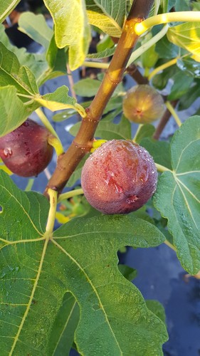 Ficus carica ronde de - carica, 'ronde