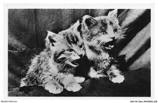 ASHP6-0337-CHAT - DEUX CHATONS QUI MIAULE