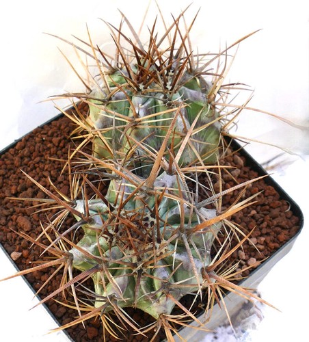 Echinocactus ingens heads - echinocactus, 2