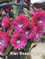 Epiphyllum - KIWI TREASURE BOX