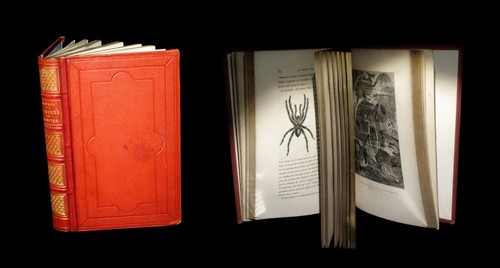 Zoologie entomologie reliure - entomologie, reliure]