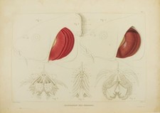FLOURENS, Pierre Mémoires d'anatomie et de physiologie comparées, contenant des