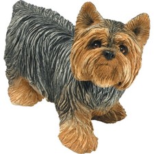 Mid Size Yorkshire Terrier