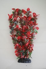 Plante D'Aquarium Feuille Rose