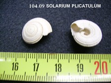 104.09 B - SOLARIUM PLICATULUM