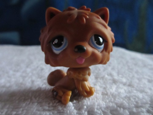 Petshop cat chat - petshop, dog