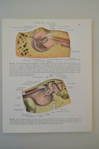 Planche anatomie humaine - planche,