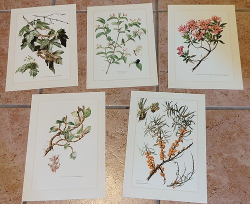 Botanique lot planches en - -,