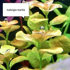 ☘️☘️ Ludwigia Sp Marilia Plantes Rares Pour Aquarium ☘️☘️