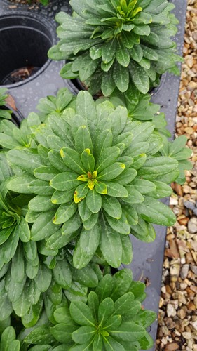 Euphorbia amygdaloides var
