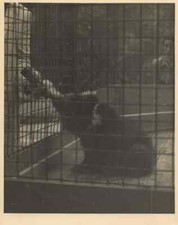 Ü1370 Photo Grand Format Zoo Parc Animalier Petit Ours Enfant Bouteille Inconnu