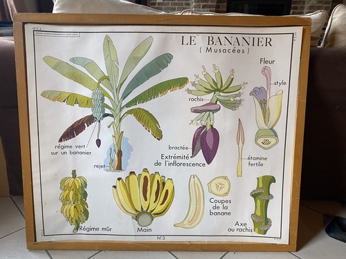 Rare ancienne affiche scolaire - rare,