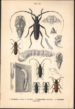 1890 Lithographie Insectes