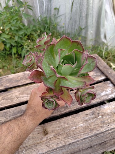 Aeonium marnier lapostolle - aeonium, lapostolle"