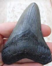 Megalodon Dent - 9.3cm (9.27