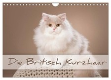Le British Shorthair (Calendrier mural 2026 DIN A4 horizontal), CALVENDO calendr