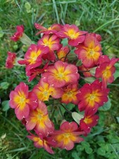 PRIMEVERE Primula mélange 30