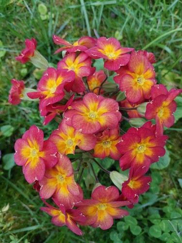 Primevere primula mélange - primevere,
