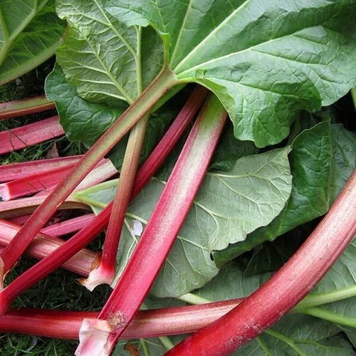 Graines rhubarbe lider - 25,