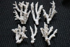 lot de 6 branches de CORAIL